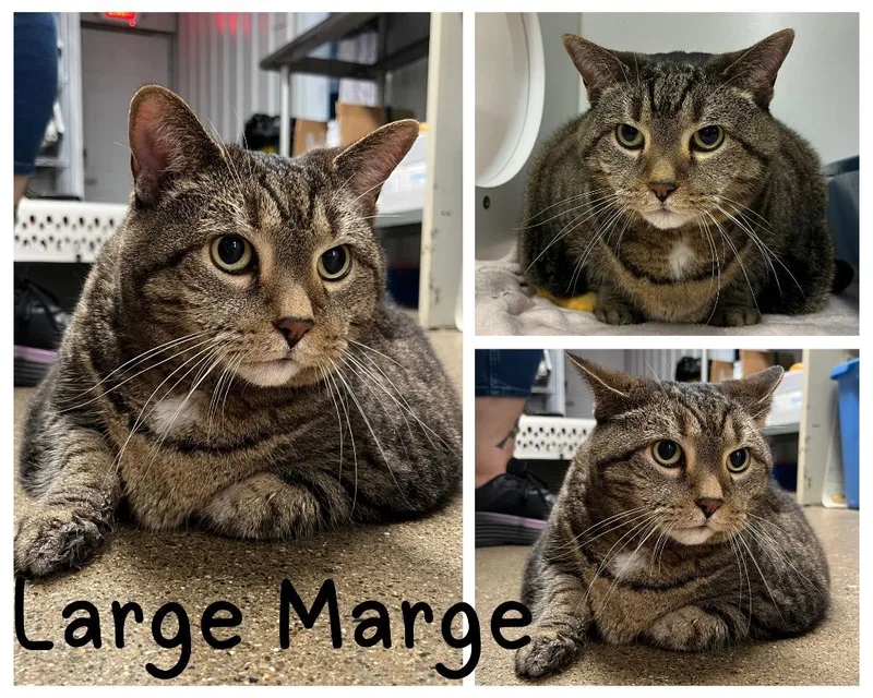 Large Marge