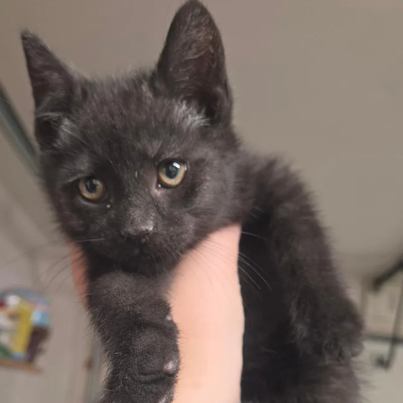 Vito