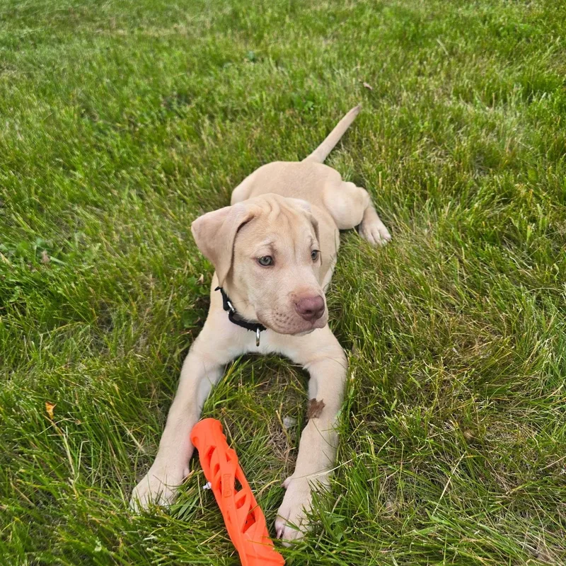 A baby medium-sized male Apricot / Beige Labrador Retriever dog named Hudson for adoption in Chatham, NJ