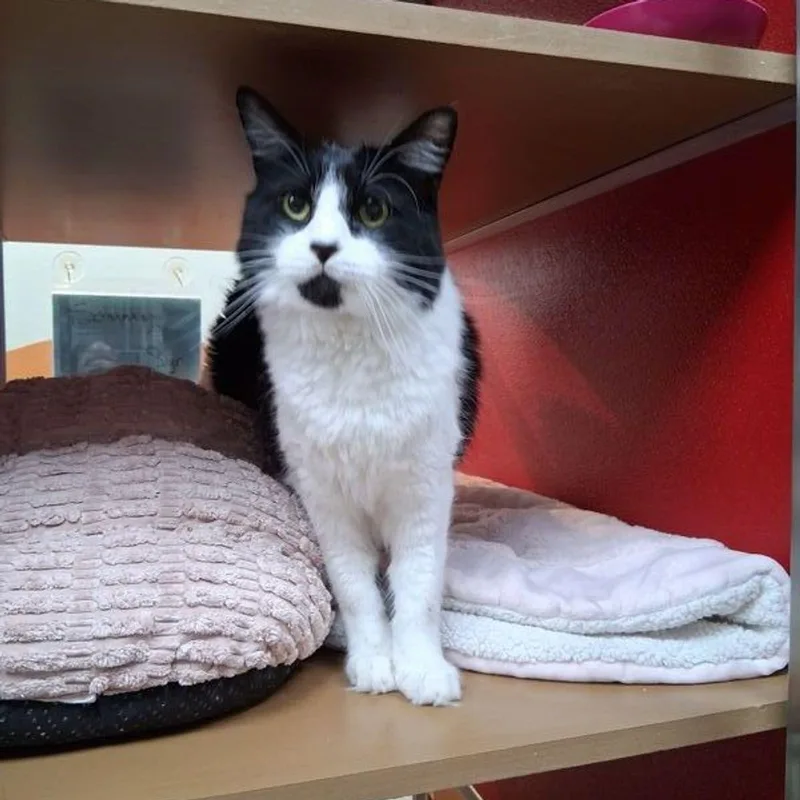 A senior medium-sized male Black & White / Tuxedo Domestic Medium Hair cat named Sammy for adoption in Lake Havasu City, AZ