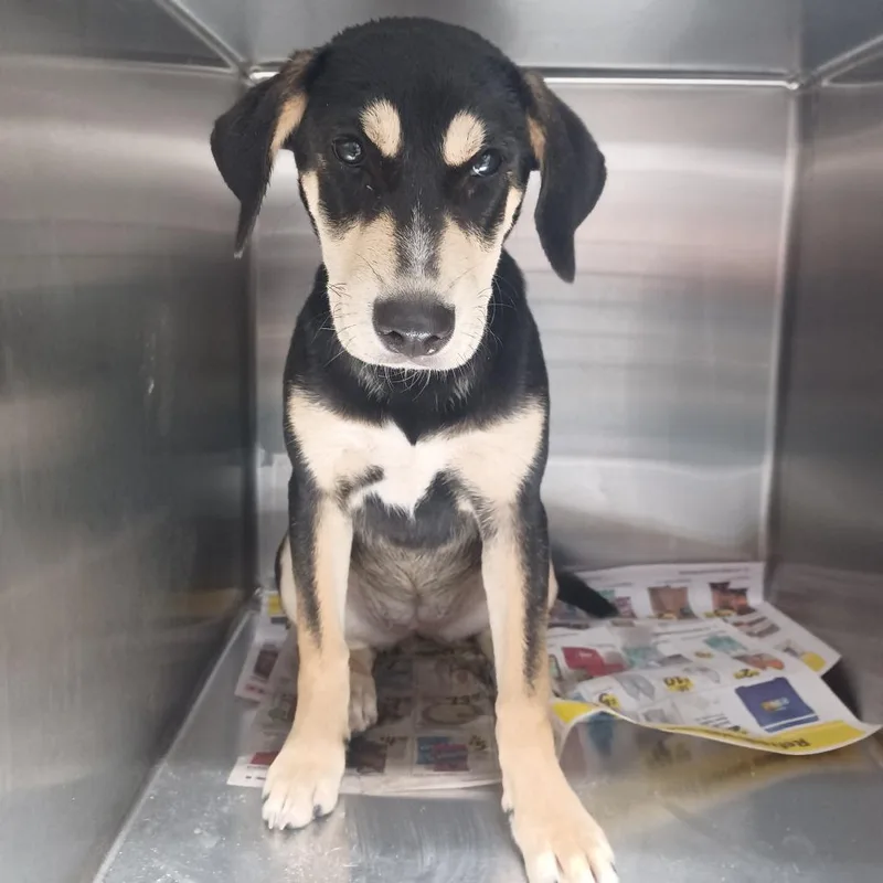A baby medium-sized female Black Shepherd dog named Ynna for adoption in Hattiesburg, MS