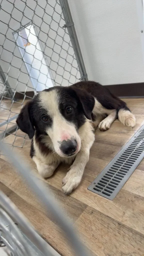 An adult large-sized male Border Collie dog named Rooster for adoption in Center, TX