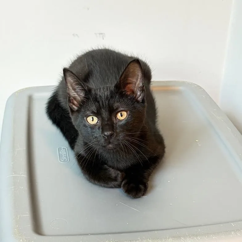 A baby small-sized male Black Domestic Short Hair cat named Skylar Spinach for adoption in Gibsonia, PA