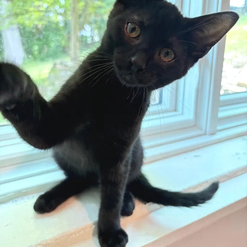 Skylar Spinach thumbnail 3