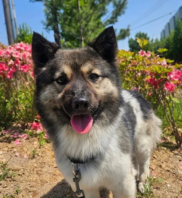 A young small-sized male Pomeranian dog named Banksy for adoption in Agoura Hills, CA