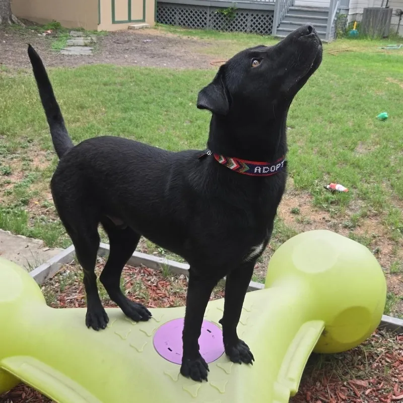 A young large-sized male Black Black Labrador Retriever dog named Dukalicous for adoption in San Antonio, TX