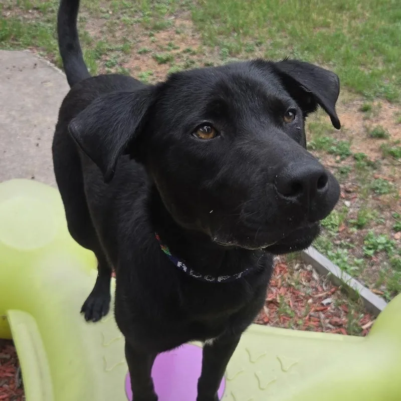 Dukalicous thumbnail 3