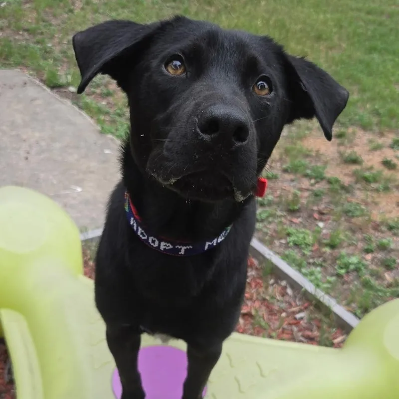 Dukalicous thumbnail 6