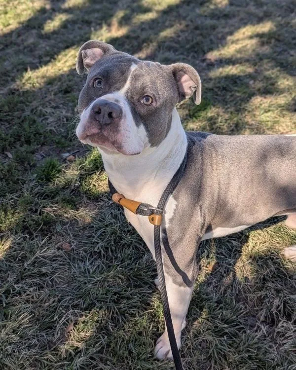 An adult small-sized male Pit Bull Terrier dog named Monty for adoption in Richmond, VA