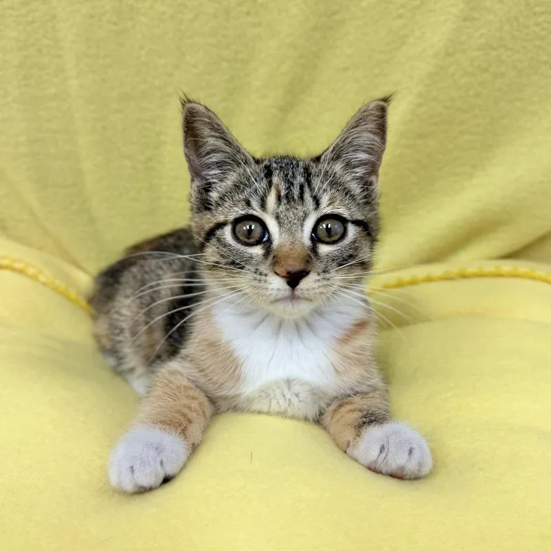 A baby small-sized female Brown / Chocolate Domestic Short Hair cat named Angeles for adoption in Hawthorne, CA
