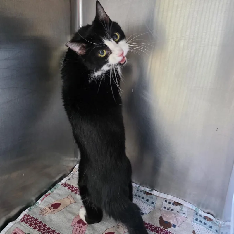 An adult medium-sized female Black Domestic Short Hair cat named Annie for adoption in Eureka Springs, AR