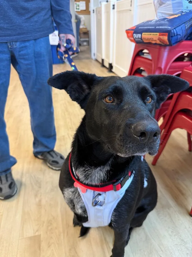 An adult large-sized female Black Labrador Retriever dog named Cocoa for adoption in Shingle Springs, CA