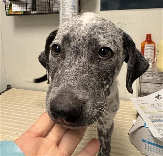A baby small-sized female German Shorthaired Pointer dog named Sharpay Evans for adoption in Bakersfield, CA