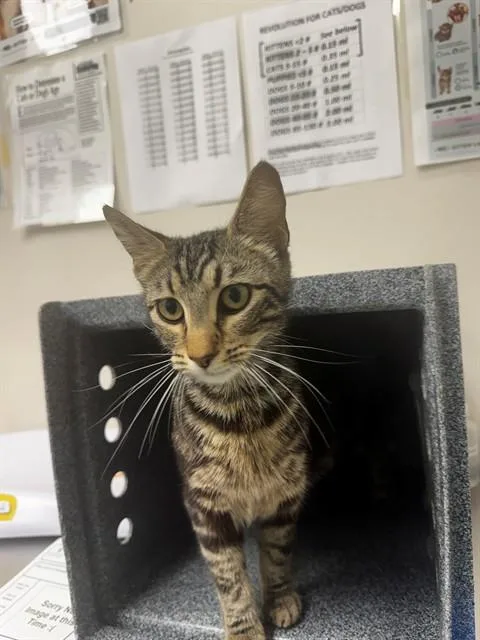 An adult medium-sized female Domestic Short Hair cat named Freesia for adoption in Naples, FL