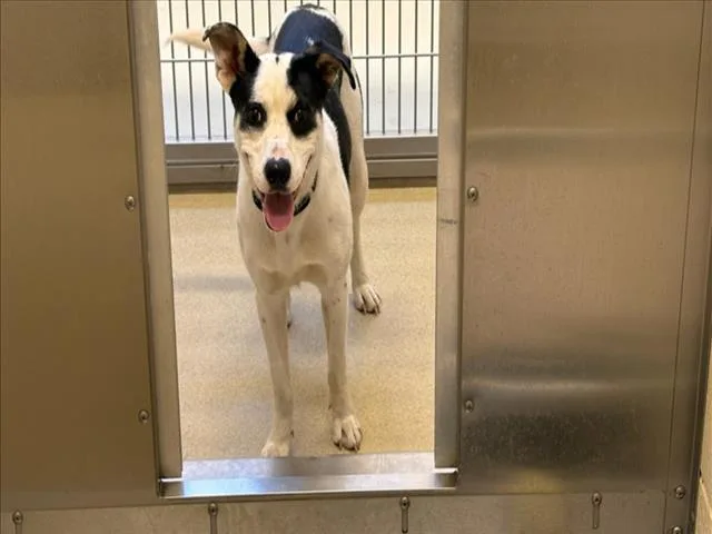 A young medium-sized male Terrier dog named Rosebud for adoption in Chapel Hill, NC