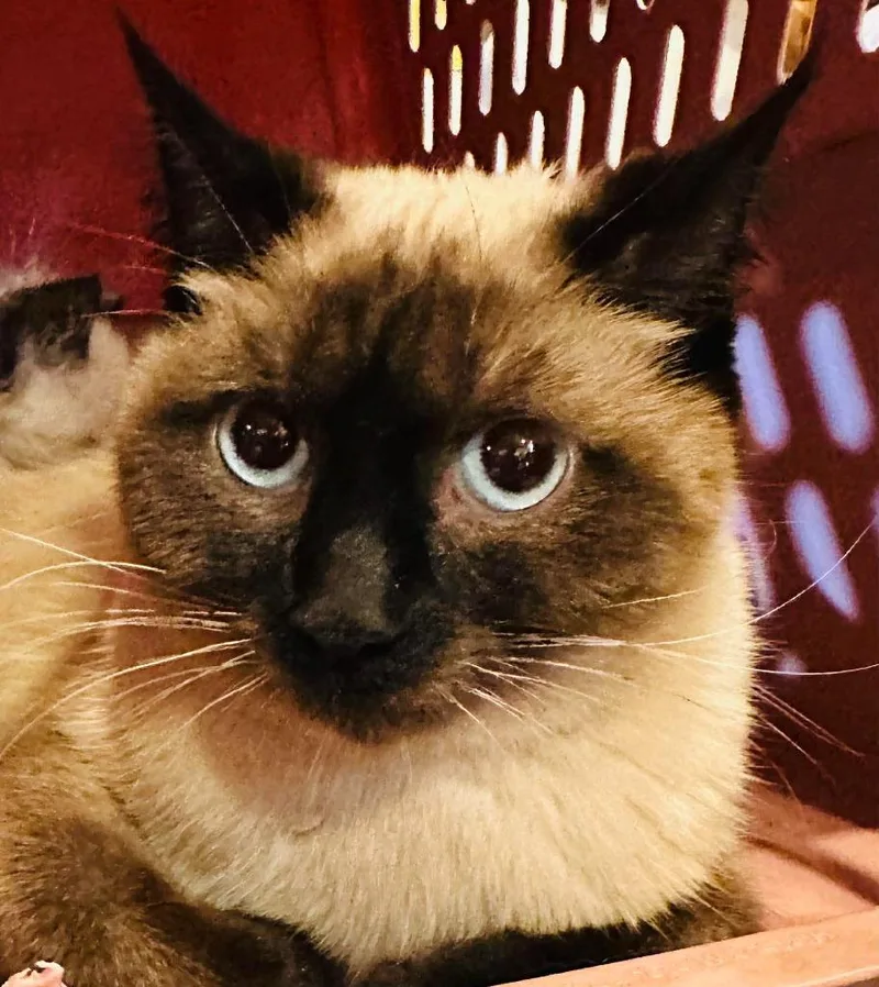 A young medium-sized female Siamese cat named Mama Peony for adoption in Cloquet, MN