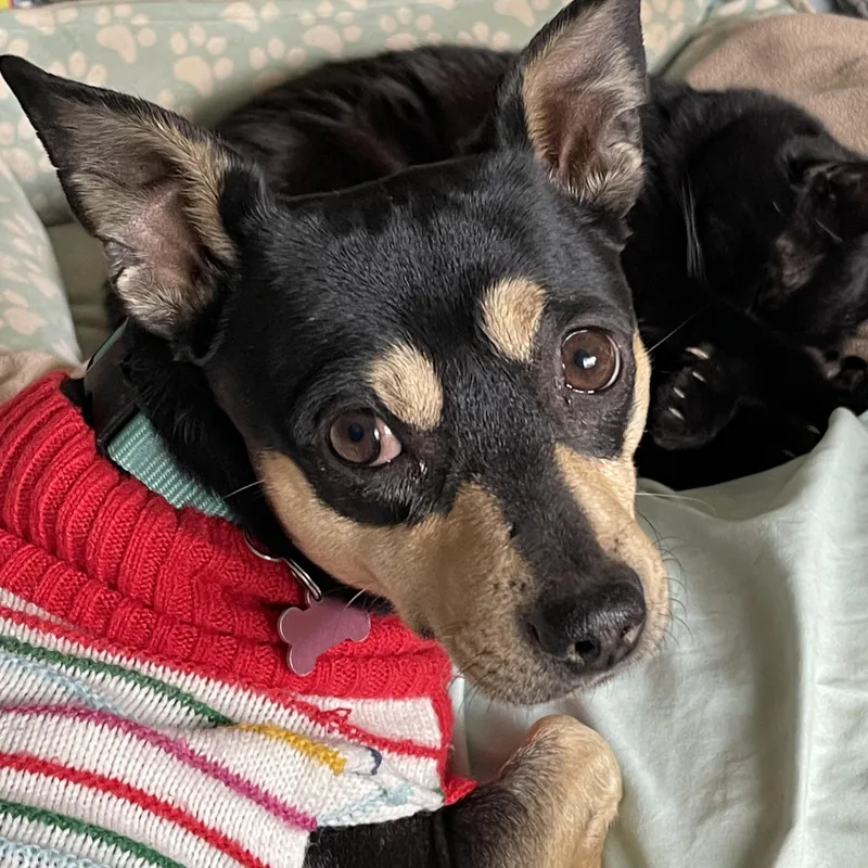 Jackson Browne thumbnail 2