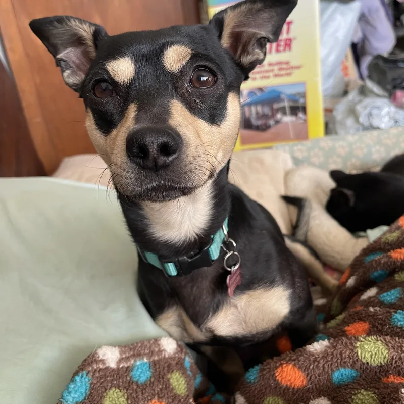 Jackson Browne thumbnail 3