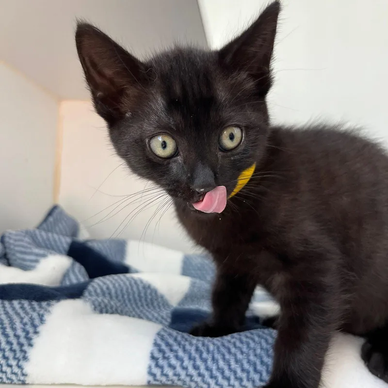 A baby small-sized male Black Domestic Short Hair cat named Oakley for adoption in Oakland, CA