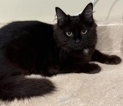 A young small-sized female Domestic Medium Hair cat named Jive for adoption in Midland, VA