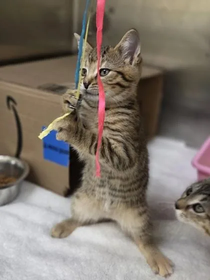 A baby small-sized female Domestic Short Hair cat named Bomb Pop for adoption in Westland, MI