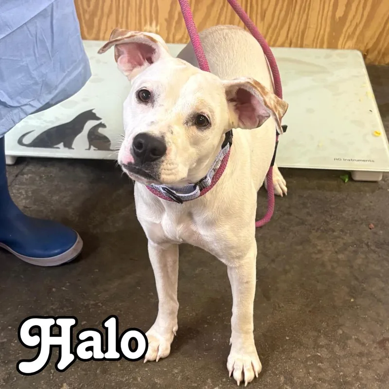An adult large-sized female Mixed Breed dog named Halo for adoption in Hillsboro, OH
