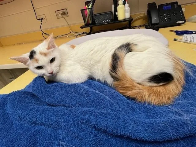 An adult medium-sized female Domestic Short Hair cat named Kim Chee for adoption in Colorado Springs, CO
