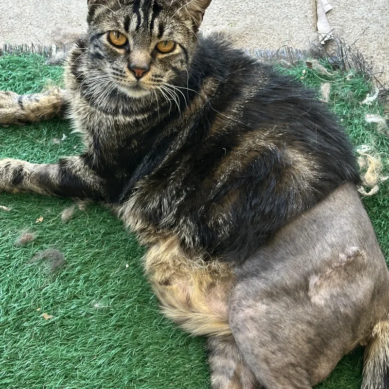 An adult large-sized male Tabby (Brown / Chocolate) Tabby cat named Eddie & Wilbur for adoption in Sacramento, CA