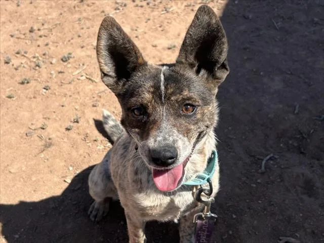 A young small-sized female Mixed Breed dog named Rae for adoption in Santa Fe, NM