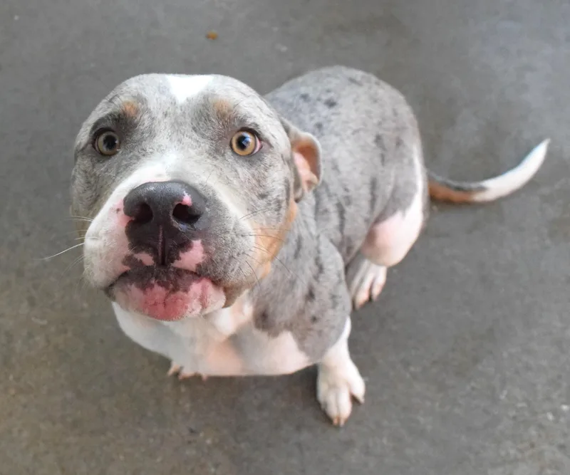 A young medium-sized male Tricolor (Brown, Black, & White) Pit Bull Terrier dog named 22491 for adoption in Broken Arrow, OK