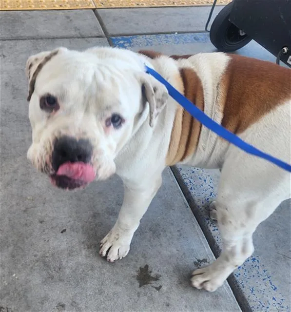 An adult large-sized male Pit Bull Terrier dog named Big Boy for adoption in Bakersfield, CA