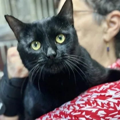 A young large-sized male American Shorthair cat named Walnut for adoption in Danbury, CT