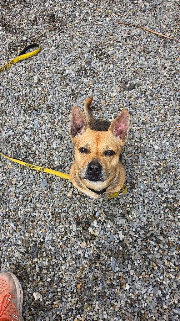 An adult small-sized female Corgi dog named Lucy for adoption in Sayreville, NJ