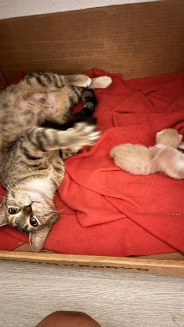 An adult small-sized female Domestic Short Hair cat named Mochi for adoption in San Antonio, TX