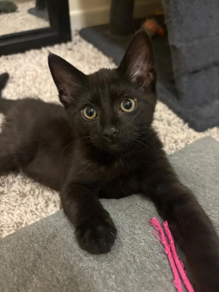 A baby small-sized male Black Domestic Short Hair cat named Freddy Mercury for adoption in Vancouver, WA
