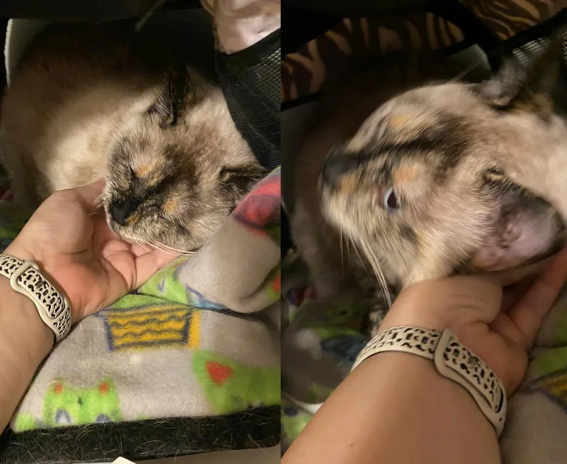 Diva Daisy thumbnail 3