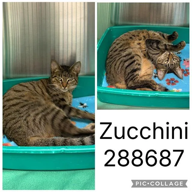 A young large-sized female Domestic Short Hair cat named Zucchini for adoption in Macon, GA