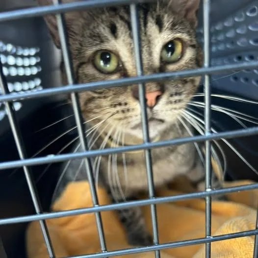 An adult large-sized male Domestic Short Hair cat named Lucius for adoption in Bristol, IN