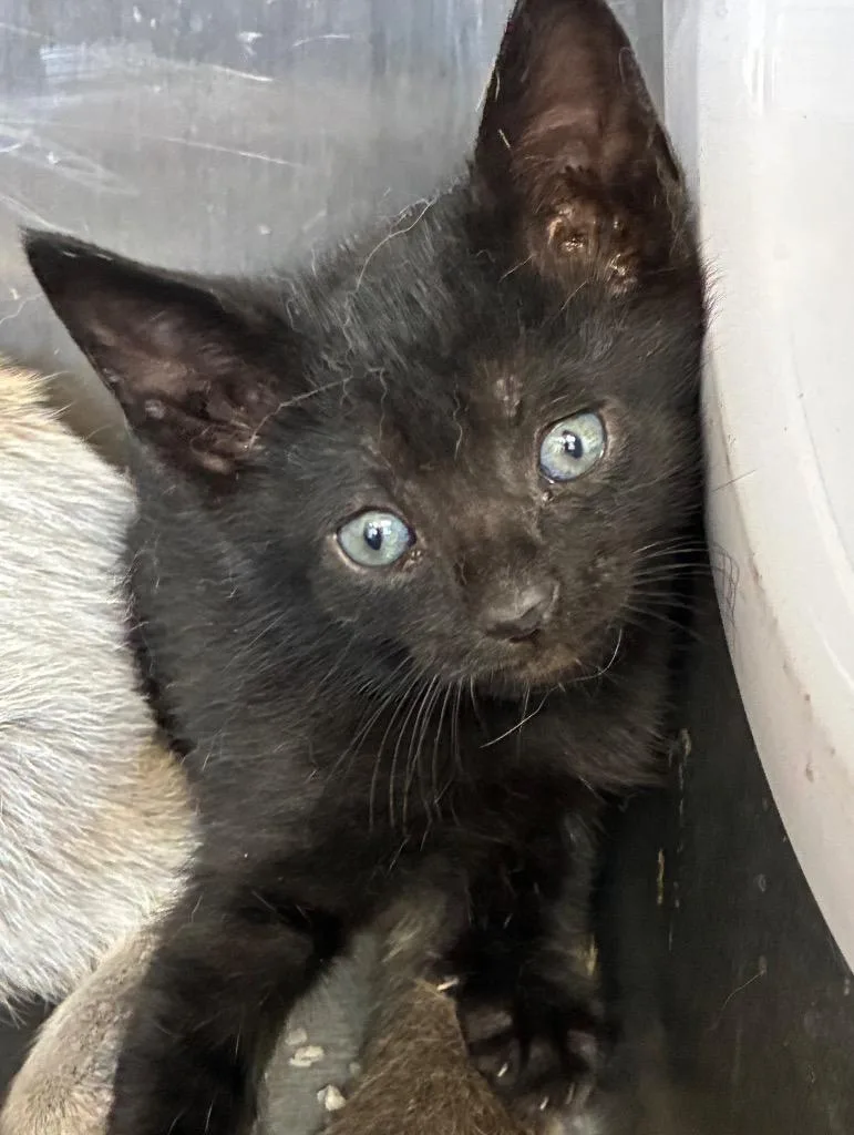 A baby small-sized male Domestic Short Hair cat named Fable for adoption in Hartsville, SC