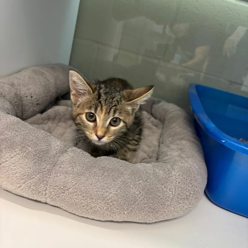 A baby small-sized female Brown / Chocolate Domestic Short Hair cat named Kita for adoption in League City, TX