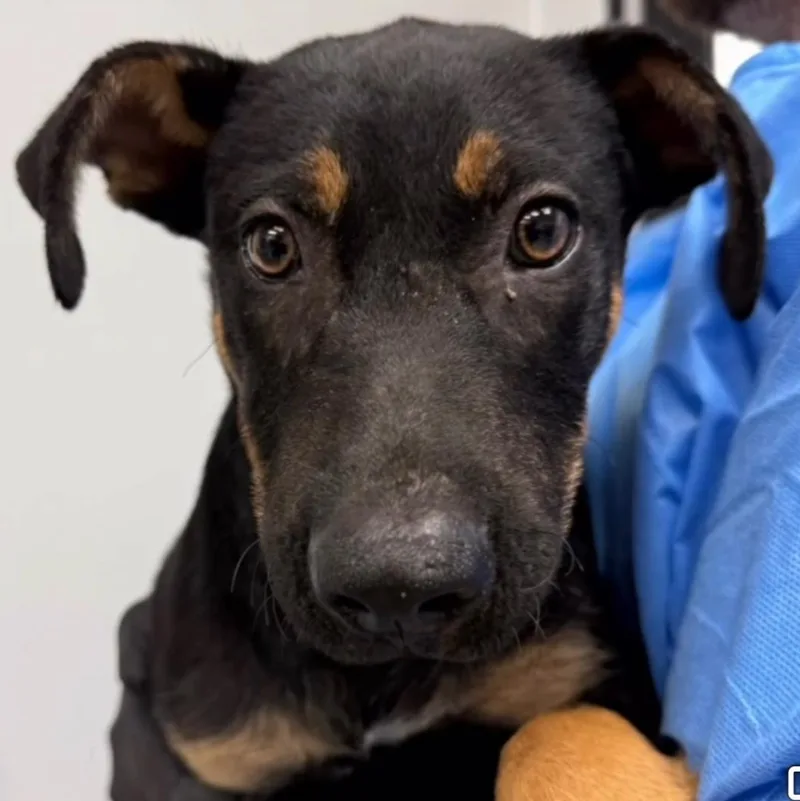 A young medium-sized male Mixed Breed dog named Skylar for adoption in Wilsall, MT