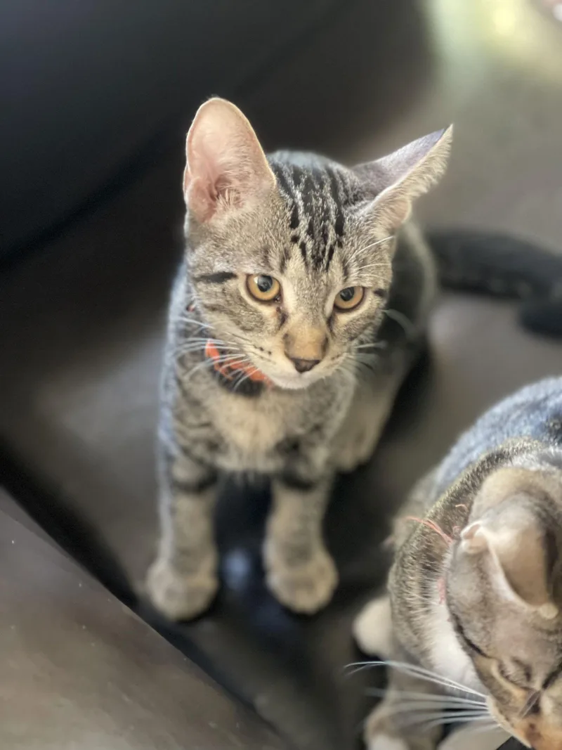 Miss Hazelnut thumbnail 2