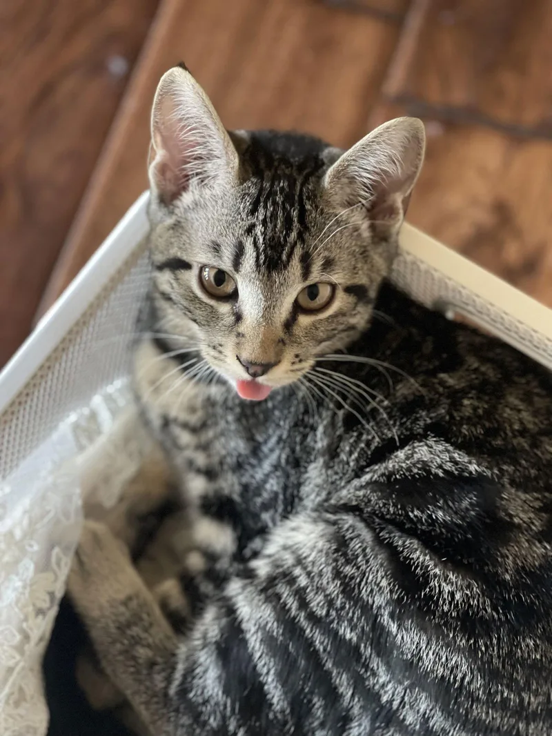 Miss Hazelnut thumbnail 3