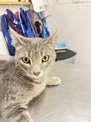 An adult small-sized male Domestic Short Hair cat named Dodger for adoption in South Bend, IN
