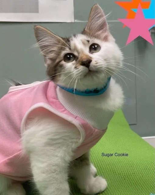 A baby medium-sized female Domestic Medium Hair cat named Sugar Cookie for adoption in Youngsville, NC
