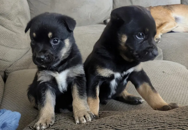 A baby large-sized male German Shepherd Dog dog named Care Bear Litter Boys for adoption in Avon, CT