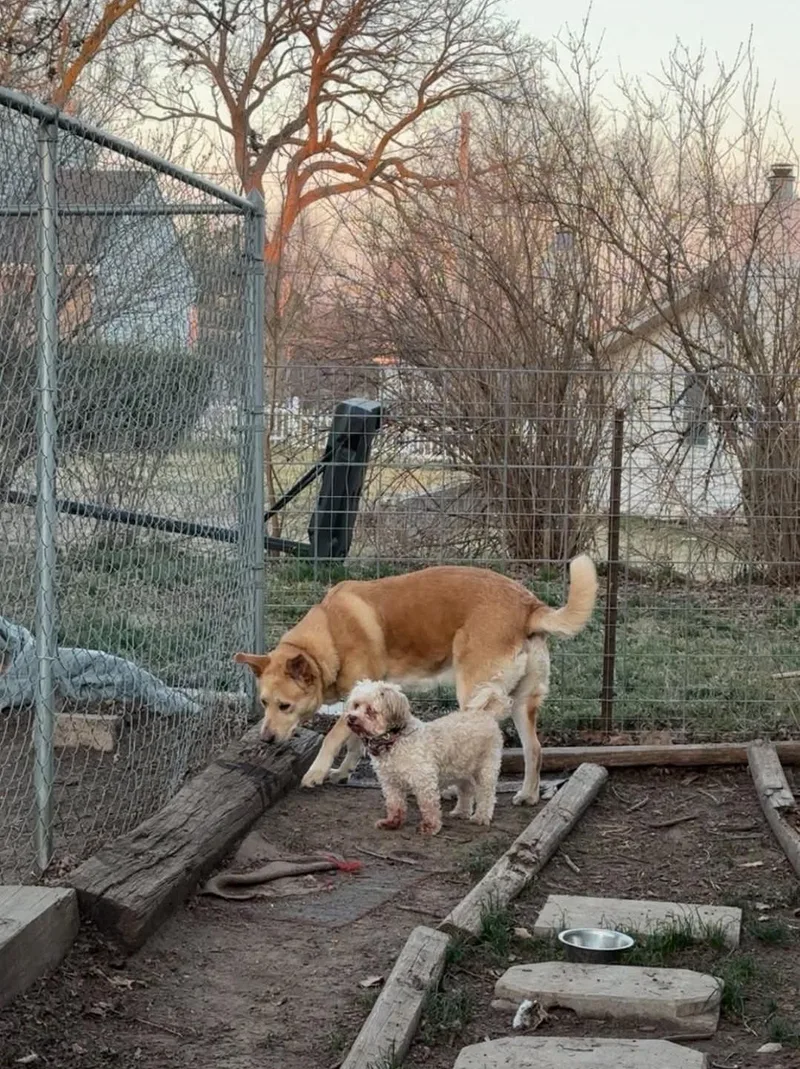A young large-sized male Golden Mixed Breed dog named Buddy for adoption in Plattsmouth, NE