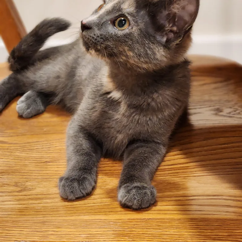 A baby medium-sized female Dilute Calico Domestic Short Hair cat named Evie for adoption in Cincinnati, OH