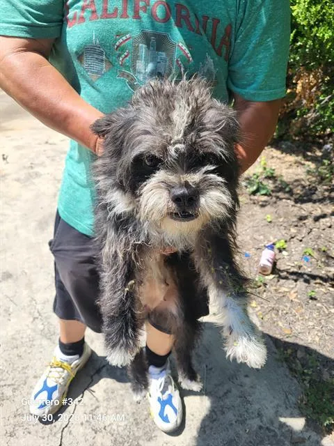 An adult medium-sized female Terrier dog named Mel for adoption in San Antonio, TX