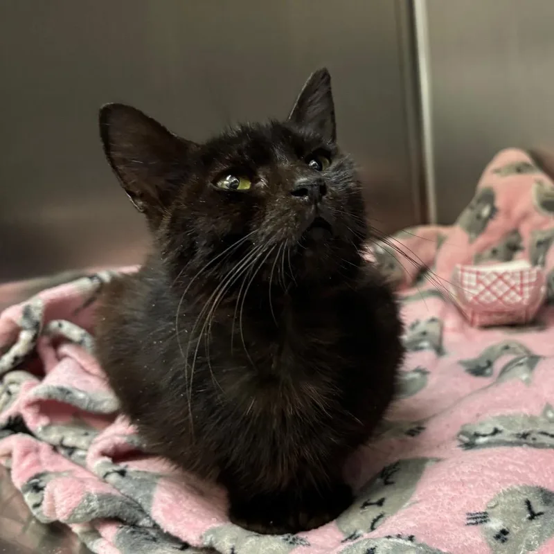 An adult medium-sized female Black Domestic Short Hair cat named Prosecco for adoption in Lakeland, FL